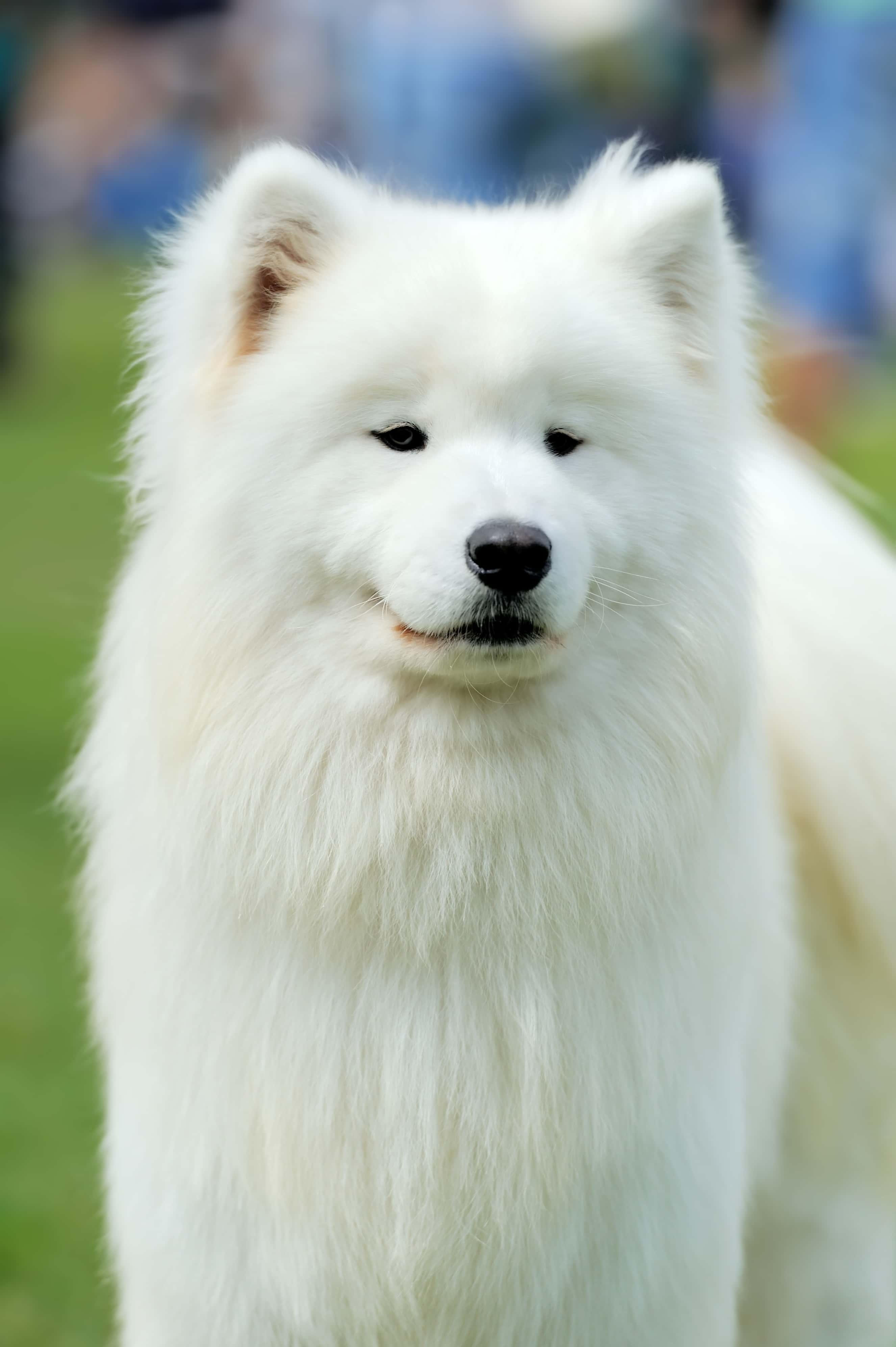Majestic White Samoyed Dog in a Verdant Field