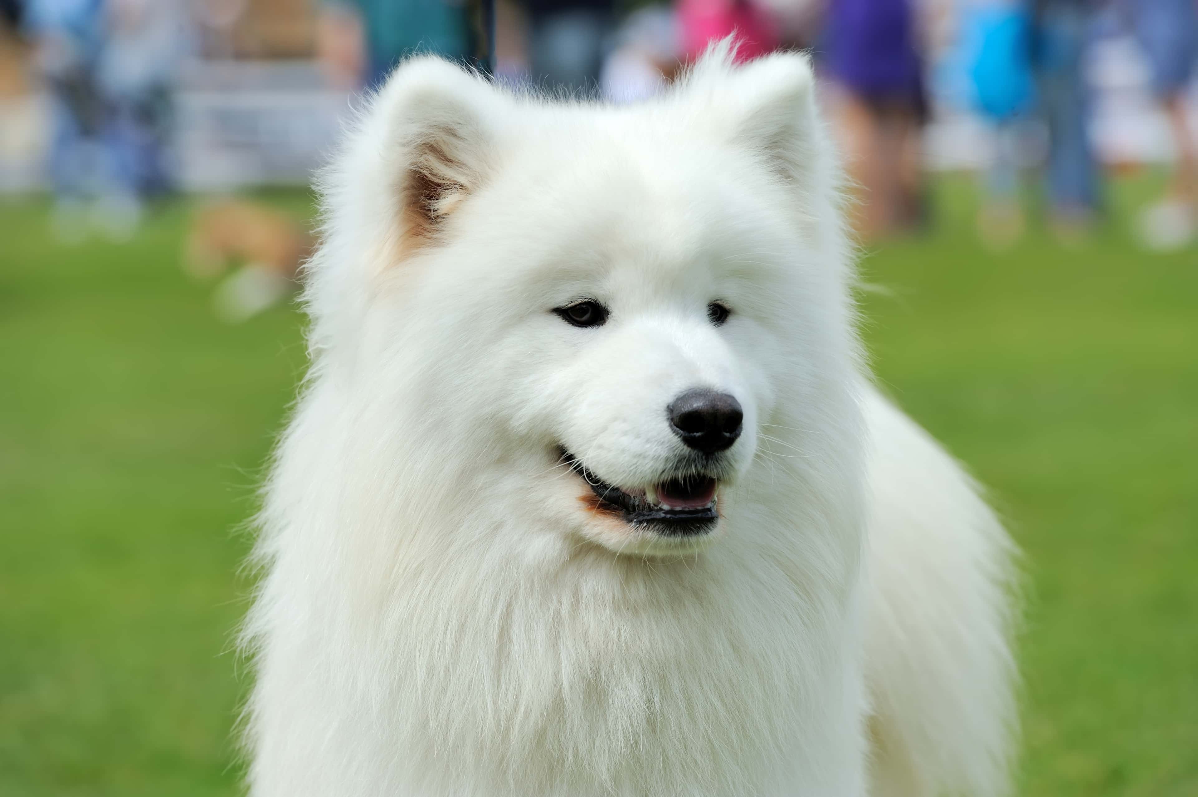 Fluffy White Samoyed Dog on Green Grass Field 2026 03 24 21 38 14 Utc