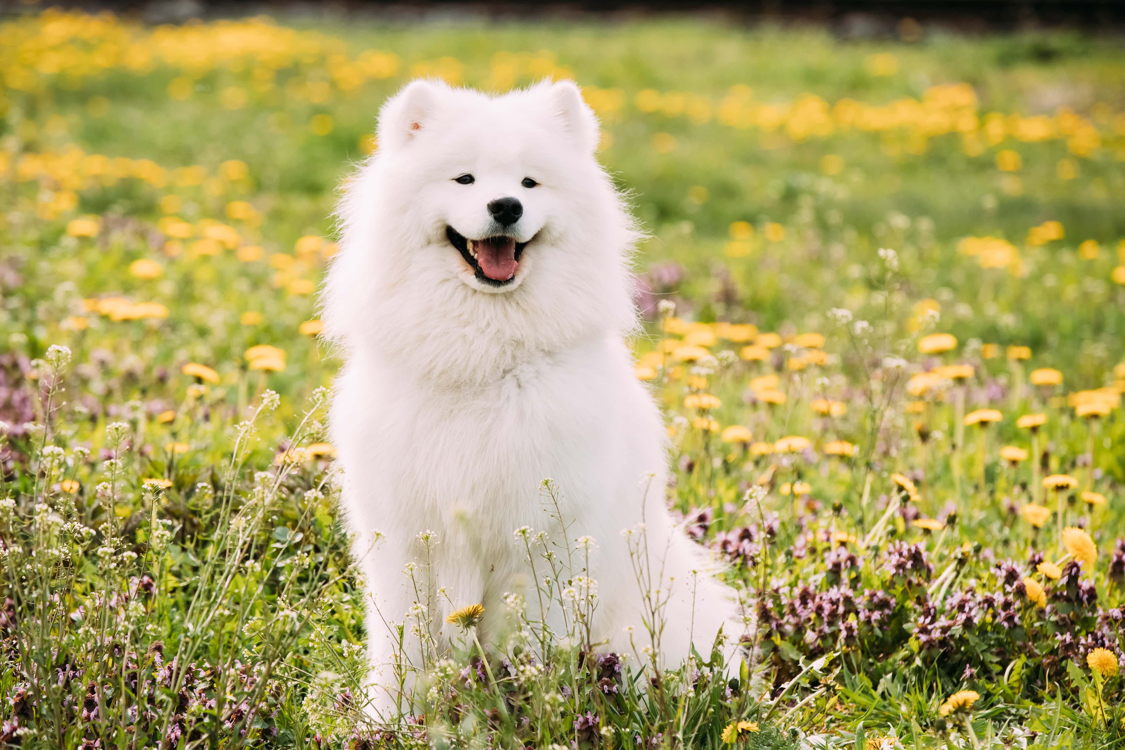 Fluffy Samoyed Dog Sitting in Field of Flowers 2026 03 19 03 13 58 Utc